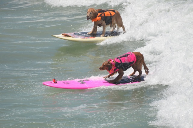 Double Trouble: Surfing dogs in San Diego