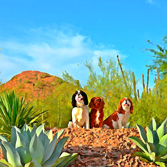 Happy, Lucy and Lady enjoy the views at the Desert Botanical Gardens during Dogs' Day at the Garden.