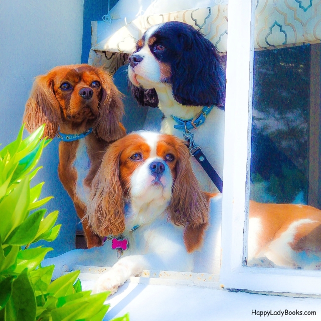 Lucy, Happy and Lady enjoy watching passersby from their window perch at The Cypress Inn.